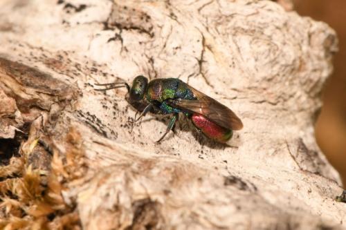 Hedychrum rutilans